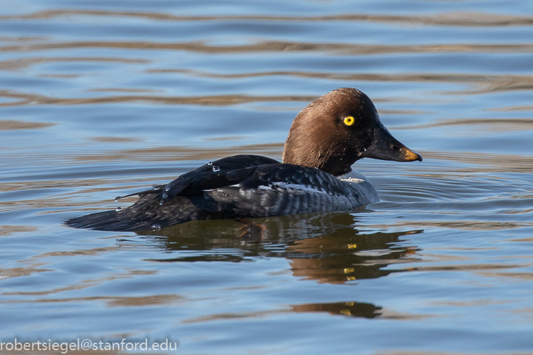 shoreline park